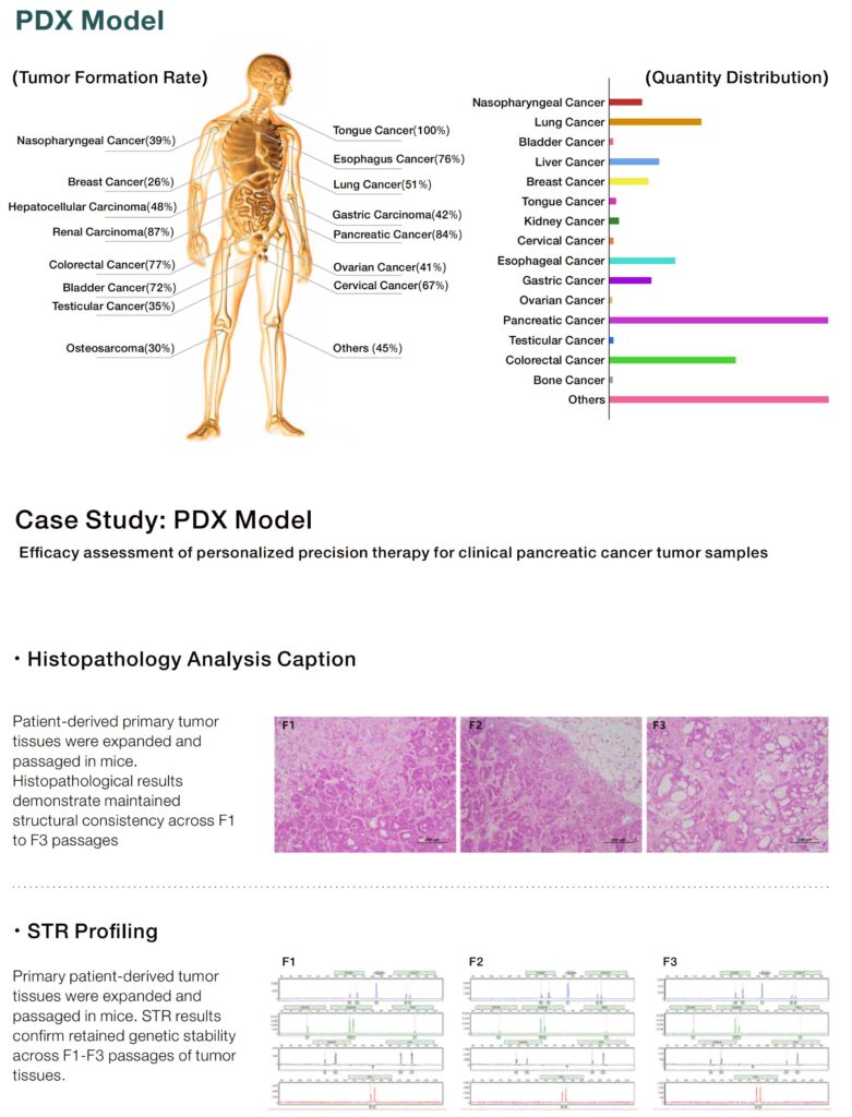 Patient-Derived Xenograft (PDX) mouse model - Jennio Biotech