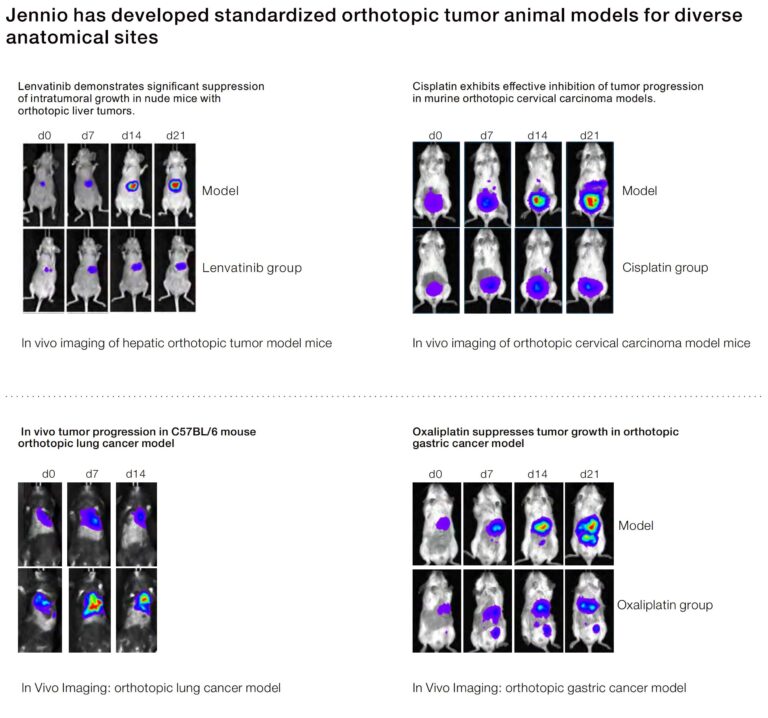 orthotopic tumor model
